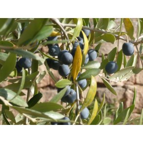 Hng label (olie) ca 110stk