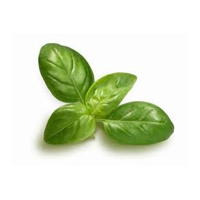 Olivenolie med basilikum, 5L