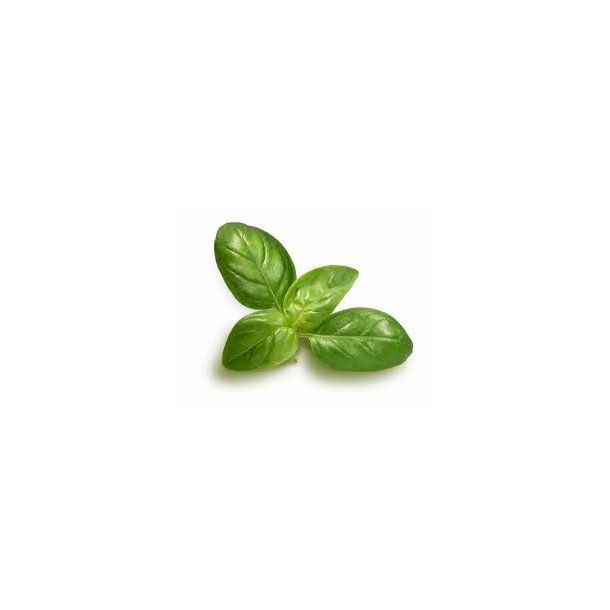 Olivenolie med basilikum, 5L