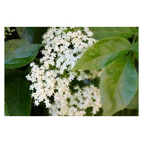 Eddike m. Hyldeblomst & ingefr 5L